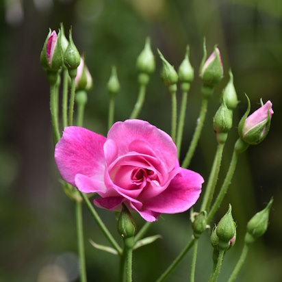 Lay That Burden Down